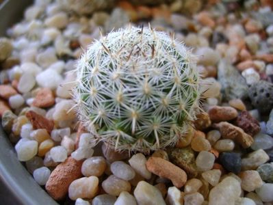 Mammillaria albata v. sanciro