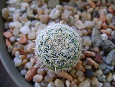 Mammillaria albata v. sanciro