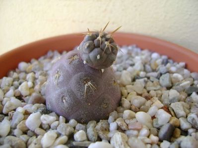 Tephrocactus geometricus