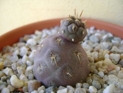 Tephrocactus geometricus