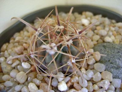 Ferocactus peninsulae ssp. townsendianus, Cabo San Lucas, Mx