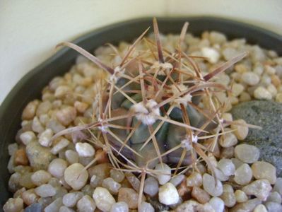 Ferocactus peninsulae ssp. townsendianus, Cabo San Lucas, Mx