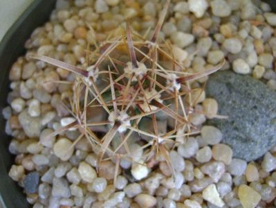 Ferocactus peninsulae ssp. townsendianus, Cabo San Lucas, Mx