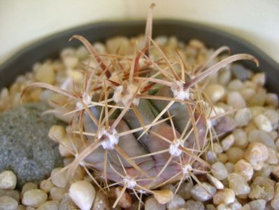 Ferocactus peninsulae ssp. townsendianus, Cabo San Lucas, Mx