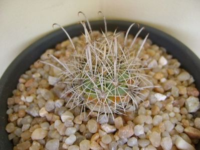 Ancistrocactus scheeri