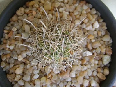 Ancistrocactus scheeri