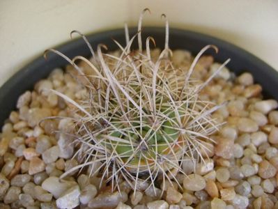 Ancistrocactus scheeri