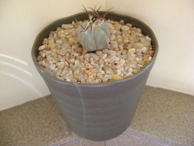 Echinocactus platyacanthus