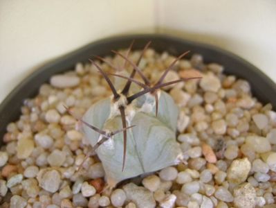 Echinocactus platyacanthus