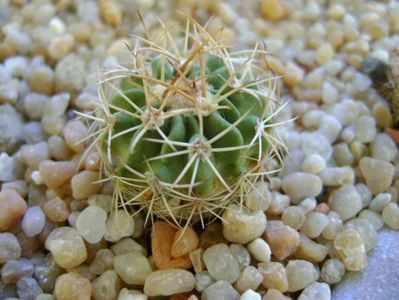 Echinofossulocactus hb. coptonogonus X albatus