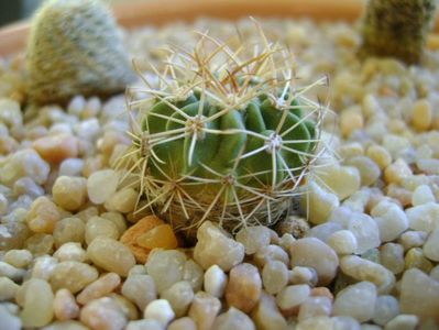 Echinofossulocactus hb. coptonogonus X albatus