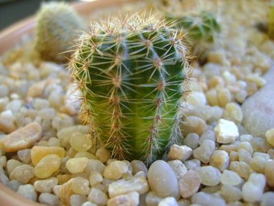 Echinopsis sp. variegata