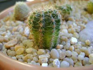 Echinopsis sp. variegata