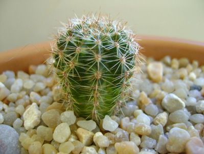 Echinopsis sp. variegata