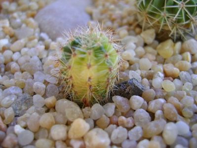 Echinopsis sp. variegata