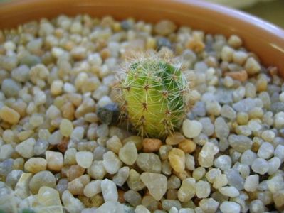 Echinopsis sp. variegata