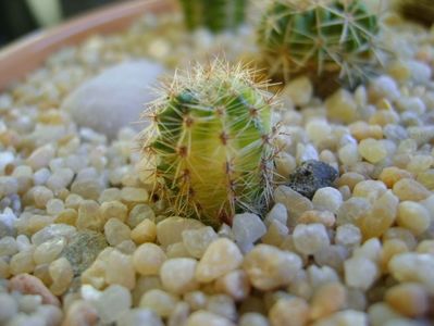 Echinopsis sp. variegata