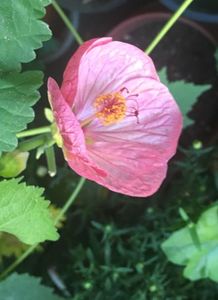 Abutilon; Seminte 2018
