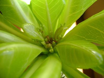 Brighamia insignis, boboci