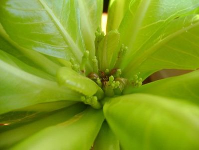 Brighamia insignis, boboci