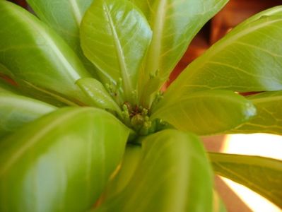 Brighamia insignis, boboci