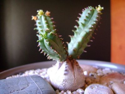 Euphorbia tubiglans