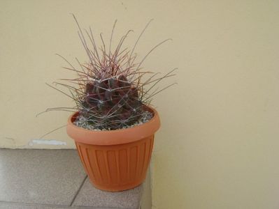 Hamatocactus (Ferocactus) hamatacanthus