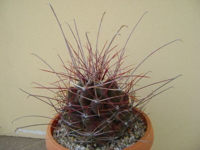 Hamatocactus (Ferocactus) hamatacanthus