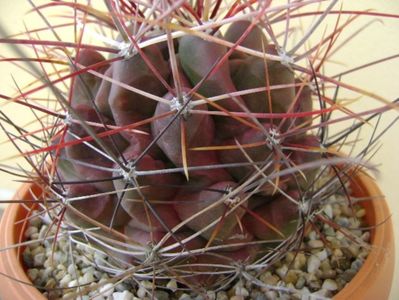 Hamatocactus (Ferocactus) hamatacanthus