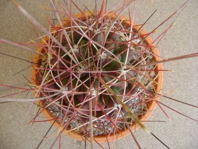 Hamatocactus (Ferocactus) hamatacanthus