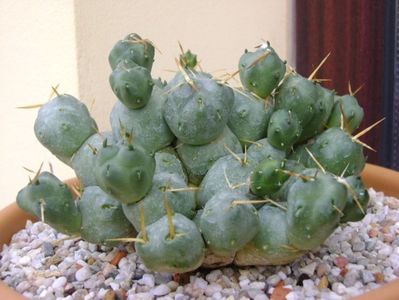 Cumulopuntia rossiana