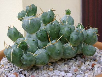 Cumulopuntia rossiana