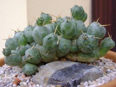 Cumulopuntia rossiana