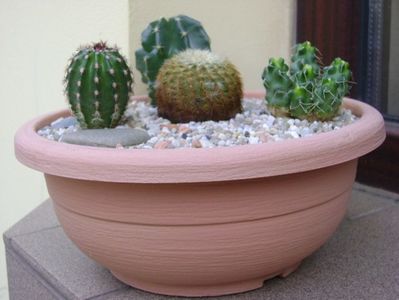 Grup de 5 cactusi; Echinocereus carmenensis (E. viridiflorus ssp correllii)
E. stramineus (Strawberry Cactus sau Pitaya)
E. subinermis
E. fitchii
Puna subterranea f. incahuasi (Maihueniopsis subterranea)
