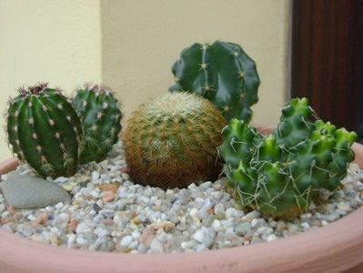 Grup de 5 Echinocereus; Echinocereus carmenensis = Echinocereus viridiflorus ssp. correllii
Echinocereus stramineus (Strawberry Cactus sau Pitaya)
Echinocereus subinermis
Echinocereus fitchii
Puna subterranea f. incahuasi (M
