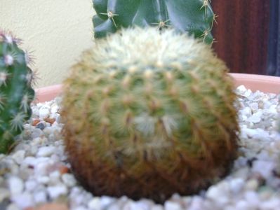 Echinocereus carmenensis (Echinocereus viridiflorus ssp. correllii)