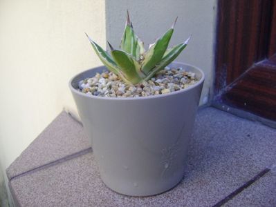 Agave lophantha quadricolor