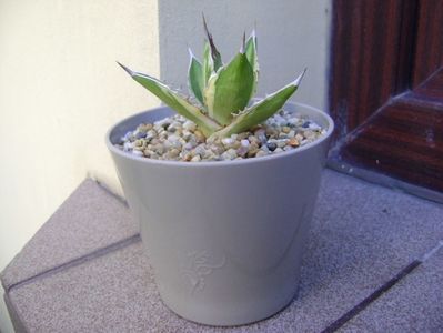 Agave lophantha quadricolor