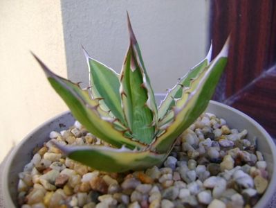 Agave lophantha quadricolor