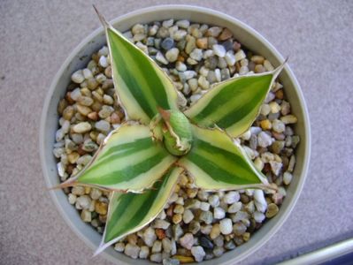 Agave lophantha quadricolor