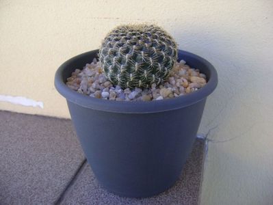 Rebutia (Sulcorebutia) arenacea