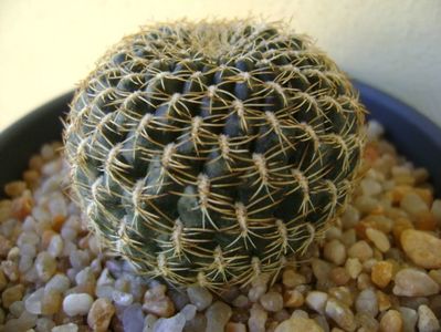 Rebutia (Sulcorebutia) arenacea