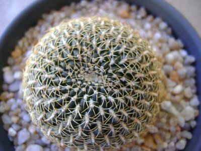 Rebutia (Sulcorebutia) arenacea