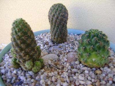 Grup de 3 cactusi; Rebutia minuscula (Rebutia wessneriana)
Sulcorebutia mojocoyensis (Gemmae)
Sulcorebutia taratensis
