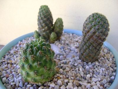 Grup de 3 cactusi; Rebutia minuscula (Rebutia wessneriana)
Sulcorebutia mojocoyensis (Gemmae)
Sulcorebutia taratensis
