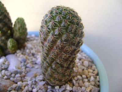 Sulcorebutia mojocoyensis (Gemmae)