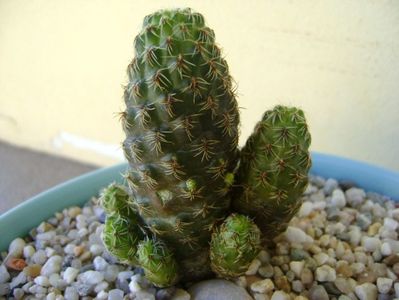 Sulcorebutia taratensis