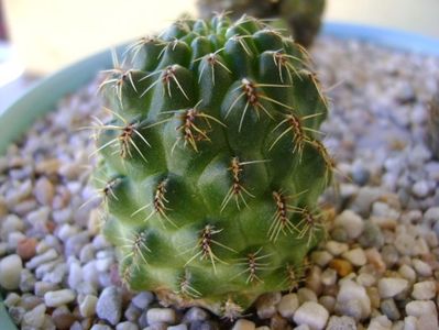 Rebutia minuscula (Rebutia wessneriana)