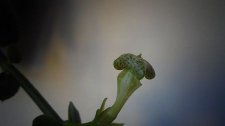 Ceropegia sandersonii