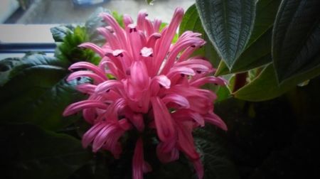 Justicia carnea